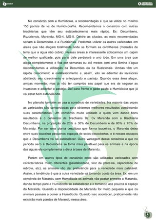 No consórcio com a Humidicola, a recomendação é que se utilize no mínimo
150 pontos de vc de Humidicola/ha. Recomendamos o consórcio com outras
brachiarias que têm seu estabelecimento mais rápido. Ex: Decumbens,
Ruziziensis, Marandu, MG-4, MG-5. Dentre as citadas, as mais recomendadas
seriam a Decumbens e a Ruziziensis. Podemos utilizar as outras variedades em
áreas que não alagam totalmente onde se formam as cordilheiras (morretes de
terra que a água não cobre). Nessas áreas é interessante colocarmos um capim
de melhor qualidade, pois parte dele perdurará o ano todo. Em uma área que
alaga completamente e fica por semanas ou até meses com uma lâmina d’água
recomendamos a utilização da Decumbes ou da Ruziziensis. Ambas têm um
rápido crescimento e estabelecimento e, assim, vão se adiantar às invasoras
abafando seu crescimento e antecipando o pastejo. Quando essa área alagar,
ambas morrerão, mas já vão ter cumprido seu papel que era de segurar as
invasoras e adiantar o pastejo. Daí para frente o gado pasta a Humidicola que já
vai estar bem estabelecida.
No planalto também se usa o consórcio de variedades. Na maioria das vezes
as variedades são consorciadas para obtermos melhores resultados combinando
suas características. Um consórcio muito utilizado e quem vem dando bons
resultados é o consórcio da Brachiaria Bz. Cv Marandu com a Brachiaria
Decumbens, na proporção de 20% a 30% de Decumbens e de 80% a 70% de
Marandu. Por ser uma planta cespitosa que forma touceiras, o Marandu deixa
entre suas touceiras pequenos espaços de solos descobertos, e é nesses espaços
que a Decumbens vai se estabelecer. Outra vantagem desse consórcio é que no
período seco a Decumbens se torna mais palatável para os animais e na época
das águas ela complementa a dieta à base de Marandu.
Porém em outros tipos de consórcio onde são utilizadas variedades com
características muito diferentes (palatabilidade, teor de proteína, capacidade de
rebrote, etc), os animais vão dar preferência para a variedade mais palatável.
Assim, a tendência é que a outra variedade vá tomando conta da área. Ex: em um
consórcio de Marandu com Humidicola os animais vão pastar primeiro a Marandu,
dando tempo para a Humidicola se estabelecer e ir tomando aos poucos o espaço
da Marandu. Quando a disponibilidade de Marandu for muito pequena é que os
animais passam a comer a Humidicola. Quando isso acontecer, praticamente não
existirão mais plantas de Marandu nessa área.
umatraSementes de Pastagem
9
 