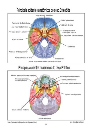 Principais acidentes anatômicos do osso Esfenóide
                                         Jugo do osso esfenóide


                                                                           Sulco quiasmático
     Asa menor do Esfenóide
                                                                         Tubérculo da sela
     Asa maior do Esfenóide

                                                                            Sulco p/ os vasos
 Processo clinóide anterior                                                 meníngeos médios

                                                                              Sulco da a. carótida interna

      Fossa hipofisial



                                                                                      Sela turca


 Processo clinóide posterior


          Parte esfenóide do clivo
                                                                  Dorso da sela
                               VISTA SUPERIOR - SECÇÃO TRANSVERSAL



               Principais acidentes anatômicos do osso Palatino
    Lâmina horizontal do osso palatino
                                                                          Sutura palatina transversa
          Processo piramidal
                                                                          Forame palatino maior
          do osso palatino
                                                                           Forames palatinos menores




                                                                                  Espinha nasal posterior




     Sutura palatina mediana




                                            VISTA INFERIOR

http://laboratoriodeanatomia.blogspot.com                                                arn4ldo@gmail.com
                                                    19
 