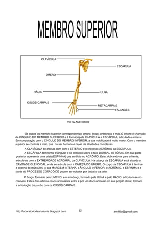 MEMBRO SUPERIOR
                     CLAVÍCULA

                                                                                     ESCÁPULA


                         ÚMERO




               RÁDIO                                                   ULNA


         OSSOS CARPAIS
                                                                     METACARPAIS
                                                                                    FALANGES



                                            VISTA ANTERIOR



        Os ossos do membro superior correspondem ao ombro, braço, antebraço e mão.O ombro é chamado
de CÍNGULO DO MEMBRO SUPERIOR e é formado pela CLAVÍCULA e ESCÁPULA, articuladas entre si.
Em comparação com o CÍNGULO DO MEMBRO INFERIOR, a sua mobilidade é muito maior. Com o membro
superior se controla a mão, que no ser humano é capaz de atividades complexas.
        A CLAVÍCULA se articula com com o ESTERNO e o processo ACRÔMIO da ESCÁPULA.
        A ESCÁPULA tem forma triangular e se encontra sobre a face DORSAL do TÓRAX. Em sua parte
posterior apresenta uma crista(ESPINHA) que se dilata no ACRÔMIO. Este, dobrando-se para a frente,
articula-se com a EXTREMIDADE ACROMIAL da CLAVÍCULA. Na cabeça da ESCÁPULA está situada a
CAVIDADE GLENOIDAL, onde se articula com a CABEÇA DO ÚMERO. O corpo da ESCÁPULA é laminar
e coberto de músculos. A sua MARGEM INTERNA, o ÂNGULO INFERIOR, o ACRÔMIO, a ESPINHA e a
ponta do PROCESSO CORACÓIDE podem ser notados por debaixo da pele.

       O braço, formado pelo ÚMERO, e o antebraço, formado pela ULNA e pelo RÁDIO, articulam-se no
cotovelo. Estes dois últimos ossos,articulados entre si por um disco articular em sua porção distal, formam
a articulação do punho com os OSSOS CARPAIS.




http://laboratoriodeanatomia.blogspot.com            32                            arn4ldo@gmail.com
 