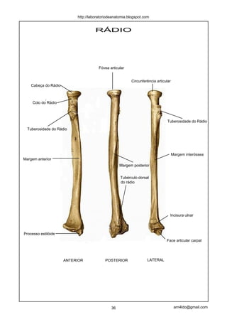 http://laboratoriodeanatomia.blogspot.com


                                     RÁDIO




                                       Fóvea articular


                                                         Circunferência articular
    Cabeça do Rádio



     Colo do Rádio



                                                                               Tuberosidade do Rádio

  Tuberosidade do Rádio




                                                                                    Margem interóssea
Margem anterior
                                                   Margem posterior


                                                   Tubérculo dorsal
                                                   do rádio




                                                                                Incisura ulnar



Processo estilóide
                                                                              Face articular carpal




                      ANTERIOR            POSTERIOR                LATERAL




                                              36                                     arn4ldo@gmail.com
 