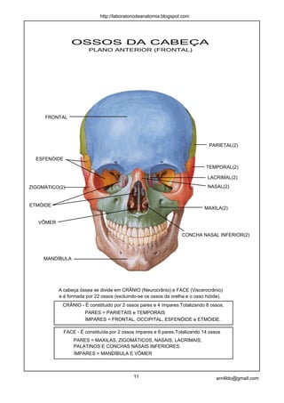 PARIETAL(2)
FRONTAL
ESFENÓIDE
TEMPORAL(2)
LACRIMAL(2)
NASAL(2)
CONCHA NASAL INFERIOR(2)
MAXILA(2)
VÔMER
MANDÍBULA
ETMÓIDE
ZIGOMÁTICO(2)
OSSOS DA CABEÇA
PLANO ANTERIOR (FRONTAL)
A cabeça óssea se divide em CRÂNIO (Neurocrânio) e FACE (Viscerocrânio)
CRÂNIO - É constituido por 2 ossos pares e 4 ímpares.Totalizando 8 ossos.
PARES = PARIETAIS e TEMPORAIS
ÍMPARES = FRONTAL, OCCIPITAL, ESFENÓIDE e ETMÓIDE.
FACE - É constituída por 2 ossos ímpares e 6 pares.Totalizando 14 ossos
PARES = MAXILAS, ZIGOMÁTICOS, NASAIS, LACRIMAIS,
PALATINOS E CONCHAS NASAIS INFERIORES.
ÍMPARES = MANDÍBULA E VÔMER
e é formada por 22 ossos (excluindo-se os ossos da orelha e o osso hióide).
11 arn4ldo@gmail.com
http://laboratoriodeanatomia.blogspot.com
 