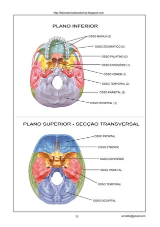 PLANO INFERIOR
PLANO SUPERIOR - SECÇÃO TRANSVERSAL
OSSO MAXILA (2)
OSSO PALATINO (2)
OSSO ESFENÓIDE (1)
OSSO TEMPORAL (2)
OSSO PARIETAL (2)
OSSO OCCIPITAL (1)
OSSO ZIGOMÁTICO (2)
OSSO FRONTAL
OSSO ESFENÓIDE
OSSO PARIETAL
OSSO OCCIPITAL
OSSO TEMPORAL
OSSO ETMÓIDE
OSSO VÔMER (1)
13 arn4ldo@gmail.com
http://laboratoriodeanatomia.blogspot.com
 