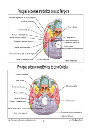 PrincipaisacidentesanatômicosdoossoTemporal
Processo zigomático do osso temporal
Tubérculo articular
Fossa mandibular
Fissura petrotimpânica
Meato acústico externo
Processo mastóide
Processo estilóide
Forame estilomastóideo
Incisura mastóidea(do músculo digástrico)
Sulco da artéria occipital
Parte petrosa
Canal carótico
Canalículo timpânico
Canalículo mastóide
Fossa jugular
(forame jugular na sua profundidade)
PrincipaisacidentesanatômicosdoossoOccipital
Protuberância occipital externa
Linha nucal superior
Linha nucal inferior
Crista occipital externa
Fossa condilar
Canal condilar
Forame magno
Canal hipoglosso
Parte basilar
Tubérculo faríngeo
Côndilo occipital
VISTA INFERIOR
VISTA INFERIOR
22
arn4ldo@gmail.comhttp://laboratoriodeanatomia.blogspot.com
 
