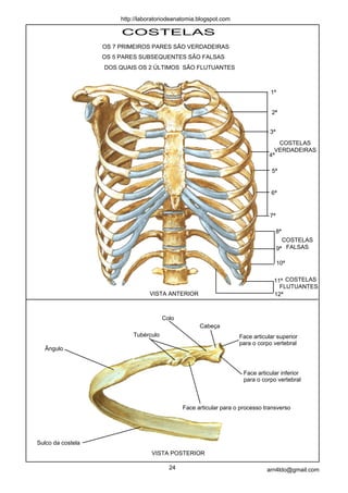 COSTELAS
OS 7 PRIMEIROS PARES SÃO VERDADEIRAS
OS 5 PARES SUBSEQUENTES SÃO FALSAS
DOS QUAIS OS 2 ÚLTIMOS SÃO FLUTUANTES
Ângulo
Sulco da costela
Tubérculo
Face articular para o processo transverso
Face articular inferior
para o corpo vertebral
Face articular superior
para o corpo vertebral
Cabeça
Colo
COSTELAS
VERDADEIRAS
COSTELAS
FALSAS
COSTELAS
FLUTUANTES
VISTA POSTERIOR
VISTA ANTERIOR
24 arn4ldo@gmail.com
http://laboratoriodeanatomia.blogspot.com
1ª
2ª
3ª
4ª
5ª
6ª
7ª
8ª
9ª
10ª
11ª
12ª
 