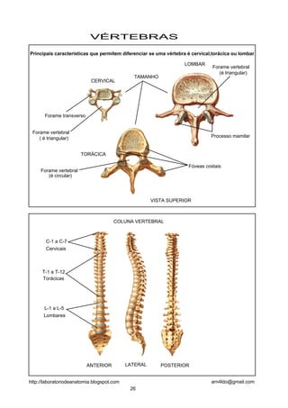 C-1 a C-7
Cervicais
T-1 a T-12
Torácicas
L-1 a L-5
Lombares
COLUNA VERTEBRAL
VÉRTEBRAS
CERVICAL
LOMBAR
TORÁCICA
Forame transverso
Fóveas costais
Processo mamilar
Forame vertebral
Forame vertebral
(é circular)
( é triangular)
Principais caracteristicas que permitem diferenciar se uma vértebra é cervical,torácica ou lombar
TAMANHO
Forame vertebral
(é triangular)
VISTA SUPERIOR
LATERAL POSTERIORANTERIOR
26
arn4ldo@gmail.comhttp://laboratoriodeanatomia.blogspot.com
 