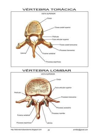VÉRTEBRA TORÁCICA
VÉRTEBRA LOMBAR
Corpo
Forame vertebral
Processo espinhoso
Fóvea costal superior
Face articular superior
´Fóvea costal transversa
Pedículo
Lâmina
Processo transverso
VISTA SUPERIOR
VISTA SUPERIOR
Processo acessório
Processo mamilar
Corpo
Pedículo
Processo transverso
Lâmina
Forame vertebral
Face articular superior
Processo espinhoso
29 arn4ldo@gmail.comhttp://laboratoriodeanatomia.blogspot.com
 