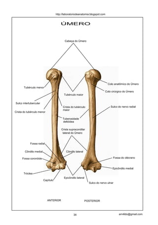 ÚMERO
ANTERIOR POSTERIOR
Fossa do olécrano
Epicôndilo medial
Cabeça do Úmero
Colo cirúrgico do Úmero
Colo anatômico do Úmero
Sulco do nervo radial
Crista supracondilar
lateral do Úmero
Epicôndilo lateral
Tubérculo maior
Tubérculo menor
Sulco do nervo ulnar
Fossa coronóide
Fossa radial
Tróclea
Capítulo
Côndilo medial Côndilo lateral
Sulco intertubercular
Crista do tubérculo menor
Crista do tubérculo
maior
Tuberosidade
deltóidea
34 arn4ldo@gmail.com
http://laboratoriodeanatomia.blogspot.com
 