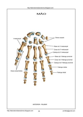 Base da V falange proximal
Corpo da V falange proximal
Cabeça da V falange proximal
Base do V metacarpal
Corpo do V metacarpal
Cabeça do V metacarpal
Ossos sesamóides
Ossos carpais
I metacarpal
Falange distal
Falange média
ANTERIOR - PALMAR
MÃO
38 arn4ldo@gmail.com
http://laboratoriodeanatomia.blogspot.com
http://laboratoriodeanatomia.blogspot.com
 