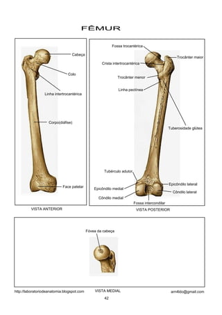 FÊMUR
VISTA ANTERIOR VISTA POSTERIOR
VISTA MEDIAL
Trocânter maior
Trocânter menor
Cabeça
Colo
Face patelar
Côndilo lateral
Côndilo medial
Epicôndilo medial
Epicôndilo lateral
Fóvea da cabeça
Linha intertrocantérica
Corpo(diáfise)
Tubérculo adutor
Fossa intercondilar
Tuberosidade glútea
Linha pectínea
Crista intertrocantérica
Fossa trocantérica
42
arn4ldo@gmail.comhttp://laboratoriodeanatomia.blogspot.com
 