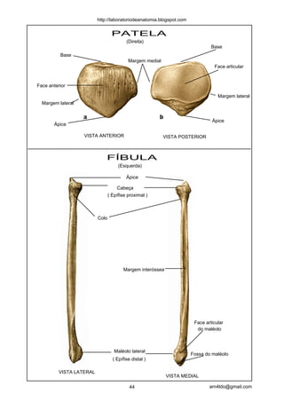 PATELA
FÍBULA
VISTA LATERAL
VISTA MEDIAL
VISTA ANTERIOR VISTA POSTERIOR
Cabeça
( Epífise proximal )
Maléolo lateral
( Epífise distal )
Ápice
Face articular
do maléolo
Colo
Margem interóssea
Fossa do maléolo
Ápice
Base
Ápice
Base
(Direita)
Face articular
Face anterior
Margem medial
Margem lateral
Margem lateral
(Esquerda)
44 arn4ldo@gmail.com
http://laboratoriodeanatomia.blogspot.com
 