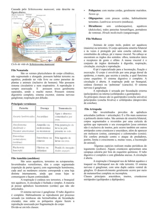 Causada pelo Schistossoma manssoni, esta descrita na
figura abaixo.
Ciclo de vida do Schistossoma manssoni
Filo Nematoda
São os vermes pluricelulares de corpo cilíndrico,
não segmentado e alongado. possuem habitat terrestre ou
aquático, podendo ter vida livre ou como parasitas de
plantas e animais (inclusive do homem). Não possuem
sistema circulatório e nem respiratório. A reprodução é
sempre assexuada E possuem sexos geralmente
separados, sendo o macho menor. Possuem sistema
digestório completo, sistema excretor, sistema nervoso
ganglionar, respiração por difusão.
Principais verminoses
Filo Annelida (anelídeos)
São seres aquáticos, terrestres ou ectoparasitas.
Invertebrados vermiformes, têm o corpo segmentado
(repetição de partes iguais), com segmentação homônoma,
cada anel ou metâmero externo corresponde a uma loja
distinta internamente, ainda que essas lojas se
comuniquem e façam continuidade.
A respiração é cutânea nos terrestres, e branquial
nos aquáticos. A circulação é fechada e simples. A maioria
já possui apêndices locomotores (cerdas) que não são
articulados.
O sistema nervoso é ganglionar. O tubo digestivo
é completo. Habitualmente se reproduzem por processo
sexuado (as minhocas são hermafroditas de fecundação
cruzada), mas entre os poliquetos alguns fazem a
reprodução assexuada por fragmentação do corpo
Divide-se em três classes:
­ Poliquetos: com muitas cerdas, geralmente marinhos.
Nereis sp.
­ Oligoquetos: com poucas cerdas, habitualmente
terrestres. Lumbricus terrestris (minhoca).
­ Hirudíneos: sem cerdas(aquetos), aquáticos
(dulcícolas), todos parasitas hematófagos, portadores
de ventosas. Hirudo medicinalis (sanguessuga).
Filo Mollusca
Animais de corpo mole, podem ser aquáticos
(maioria) ou terrestres. O corpo apresenta simetria bilateral
e às vezes é protegido por uma concha calcária; são
constituídos de cabeça, pé e massa visceral. Na cabeça se
encontram os órgãos dos sentidos: olhos, tentáculos táteis
e receptores de gosto e olfato. A massa visceral é o
conjunto de órgãos destinados à digestão, respiração,
circulação, excreção e reprodução.
O pé é especializado para a locomoção, fixação e
escavação. O corpo é envolvido por uma prega dorsal da
epiderme, o manto, que secreta a concha, a qual funciona
como esqueleto. O sistema digestivo é completo. A
circulação é aberta. A respiração pode ser branquial,
cutânea (lesmas) ou ‘pulmonar’ (caracóis). O sistema
nervoso é ganglionar.
A reprodução é sexuada por fecundação externa
(pelecípodos) ou interna (cefalópodos e gastrópodos).
As principais classes são os gastrópodos (concha univalva)
pelecípodos (concha bivalva) e cefalópodos (desprovidos
de conchas).
Filo Artropoda
São invertebrados providos de apêndices
articulados (arthron = articulação). É o filo mais numeroso
e polimorfo dentre todos. São animais de simetria bilateral,
corpos segmentados e revestidos por uma cutícula de
quitina que representa o seu exoesqueleto [essa estrutura
não é exclusiva de insetos, pois ocorre também em outros
artrópodes como crustáceos e aracnídeos, além de aparecer
em moluscos (ostras, caramujos) e celenterados (corais).
Ele confere proteção contra o ataque de predadores,
porém, limita o crescimento e, muitas vezes, a locomoção
do animal].
Algumas espécies realizam mudas periódicas do
tegumento (ecdises). Alguns crustáceos apresentam uma
carapaça calcária por fora do esqueleto quitinoso. O tubo
digestivo é completo e com glândulas anexas. A circulação
é aberta.
A respiração é branquial nos de hábitat aquático e
traqueal ou filotraqueal nos de vida terrestre. O sistema
nervoso é ganglionar, com uma dupla cadeia ventral de
gânglios. O desenvolvimento geralmente ocorre por meio
de metamorfose completa ou incompleta.
Classes principais: aracnídeos, insetos, crustáceose
miriápodos (quilópodos e diplópodos).
 