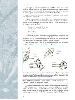 

    Quem respondeu a alternativa “b” mandou bem! Vírus são os únicos seres
vivos que não têm células, o resto, tudo, uma ou mais células, porque enquan-
to alguns seres vivos têm trilhões de células, como a árvore, outros tem uma
só como o agente causador da malária, chamado de Plasmódio.
    Mas, se somos todos formados por células, o que há em nossas células
para sermos tão diferentes?
    No geral, podemos dizer que uma célula é uma entidade individual dentro
de outras entidades maiores que formarão os tecidos, os órgãos e os sistemas.
Quando dizemos individual, queremos dizer que ela é capaz, sozinha, de ob-
ter energia e de se reproduzir.

           Porque eu sou do tamanho do que vejo
           e não do tamanho da minha altura.

           Fernando Pessoa

    As células são formadas basicamente por uma membrana plasmática, que
as separam do ambiente externo, por uma substância gelatinosa chamada de
citoplasma, rica em elementos denominados organelas (que apresentaremos
mais tarde), e por um núcleo que contém o material genético.
    Essas estruturas podem variar de um ser vivo para outro, mas estão sem-
pre presentes, como podemos ver na figura a seguir:




Fig. 1.1 – Variação entre as células dos seres vivos: A - alga unicelular Euglena; B - protozoário
Amoeba; C - célula vegetal jovem de trigo; D - glóbulo branco do sangue humano. Observe que,
apesar das diferenças, a estrutura fundamental é um padrão que se repete nestes quatro tipos
de célula. (As células não estão na mesma escala de aumento).


 Q.E. 1) Observe atentamente a figura anterior. O que há nas células
 vegetais e que não há nas demais células?

    As células vegetais possuem uma parede, cujos componentes principais são
a celulose e a pectina. É comum também a presença de lignina ou suberina,
dando a ela maior dureza e resistência. Células vegetais com maiores quantida-
des de lignina, como as do tronco de uma árvore, são mais rígidas que aquelas
que fazem parte de tecidos “moles” da planta, como a polpa das frutas.



 