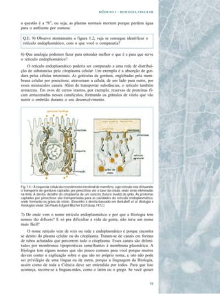   -  

a questão é a “b”, ou seja, as plantas normais morrem porque perdem água
para o ambiente por osmose.

 Q.E. 9) Observe atentamente a figura 1.2, veja se consegue identificar o
 retículo endoplasmático, com o que você o compararia?

6) Que analogia podemos fazer para entender melhor o que é e para que serve
o retículo endoplasmático?
    O retículo endoplasmático poderia ser comparado a uma rede de distribui-
ção de substancias pelo citoplasma celular. Um exemplo é a absorção de gor-
dura pelas células intestinais. As gotículas de gordura, englobadas pela mem-
brana celular por pinocitose, atravessam a célula, de um lado para outro, por
esses minúsculos canais. Além de transportar substâncias, o retículo também
armazena. Em ovos de certos insetos, por exemplo, reservas de proteínas fi-
cam armazenadas nesses canalículos, formando os grânulos de vitelo que vão
nutrir o embrião durante o seu desenvolvimento.




Fig. 1.4 – À esquerda, célula do revestimento intestinal de mamífero, cujo retículo está efetuando
o transporte de gorduras captadas por pinocitose até a base da célula, onde serão eliminadas
na linfa. À direita, detalhe do citoplasma de um ovócito (futuro óvulo) de grilo. As proteínas
captadas por pinocitose são transportadas para as cavidades do retículo endoplasmático,
onde formarão os grãos de vitelo. (Desenho à direita baseado em Berkaloff et al. Biologia e
fisiologia celular. São Paulo, Edgard Blücher Ed./Edusp, 1972.)

7) De onde vem o nome retículo endoplasmático e por que a Biologia tem
nomes tão difíceis? E só pra dificultar a vida da gente, não teria um nome
mais fácil?
    O nome retículo vem de retis ou rede e endoplasmático é porque encontra
se dentro do plasma celular ou do citoplasma. Tratam-se de canais em formas
de tubos achatados que percorrem todo o citoplasma. Esses canais são delimi-
tados por membranas lipoprotéicas semelhantes à membrana plasmática. A
Biologia tem alguns nomes que são pouco comuns para você porque muitos
devem conter a explicação sobre o que são no próprio nome, e isto não pode
ser privilégio de uma língua ou de outra, porque a linguagem da Biologia,
assim como de toda a Ciência deve ser entendida por todos. Para que isto
aconteça, recorre-se a línguas-mães, como o latim ou o grego. Se você quiser


                                                                                               
 