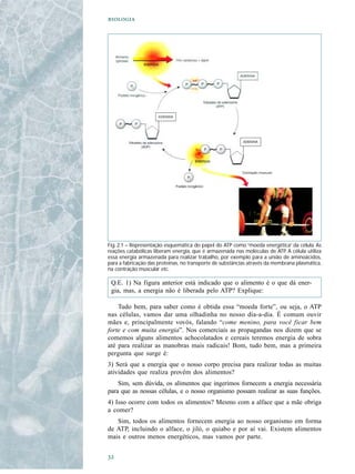 




Fig. 2.1 – Representação esquemática do papel do ATP como “moeda energética” da célula. As
reações catabólicas liberam energia, que é armazenada nas moléculas de ATP. A célula utiliza
essa energia armazenada para realizar trabalho, por exemplo para a união de aminoácidos,
para a fabricação das proteínas, no transporte de substâncias através da membrana plasmática,
na contração muscular etc.

 Q.E. 1) Na figura anterior está indicado que o alimento é o que dá ener-
 gia, mas, a energia não é liberada pelo ATP? Explique:

    Tudo bem, para saber como é obtida essa “moeda forte”, ou seja, o ATP
nas células, vamos dar uma olhadinha no nosso dia-a-dia. É comum ouvir
mães e, principalmente vovós, falando “come menino, para você ficar bem
forte e com muita energia”. Nos comerciais as propagandas nos dizem que se
comemos alguns alimentos achocolatados e cereais teremos energia de sobra
até para realizar as manobras mais radicais! Bom, tudo bem, mas a primeira
pergunta que surge é:
3) Será que a energia que o nosso corpo precisa para realizar todas as muitas
atividades que realiza provêm dos alimentos?
    Sim, sem dúvida, os alimentos que ingerimos fornecem a energia necessária
para que as nossas células, e o nosso organismo possam realizar as suas funções.
4) Isso ocorre com todos os alimentos? Mesmo com a alface que a mãe obriga
a comer?
   Sim, todos os alimentos fornecem energia ao nosso organismo em forma
de ATP, incluindo o alface, o jiló, o quiabo e por aí vai. Existem alimentos
mais e outros menos energéticos, mas vamos por parte.



 