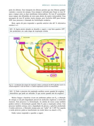   -  

porte de elétrons. Este transporte de elétrons permite que eles liberem gradati-
vamente o excesso de energia. Essa energia é utilizada para forçar os íons H+
para o espaço entre as duas membranas mitocondriais. Os íons H+ acumulados
nesse espaço são difundidos de novo para dentro da matriz mitocondrial. Essa
passagem de íons H+ produz muita energia, pois fosforila ADP para formar
ATP, esse processo é chamado de fosforilação oxidativa.
    Bom, agora dá para responder a questão anterior não dá? A alternativa
correta é a c.

 Q.E. 4) Agora preste atenção ao desenho a seguir e veja bem quantos ATP
 são produzidos em cada etapa da respiração celular.




Fig. 2.2 – Localização das etapas da respiração celular e produção do ATP. A glicólise ocorre no
citosol enquanto o ciclo de Krebs e a cadeia respiratória ocorrem na mitocôndria.


 Q.E. 5) Todo o processo da respiração aeróbica ocorre quando há oxigênio
 atmosférico que pode ser utilizado. O que ocorre quando não há oxigênio?

    Muitos fungos e bactérias vivem em ambientes pobres em O2, a obtenção
de energia se dá pela degradação parcial de moléculas orgânicas a moléculas
menores. Este processo é a fermentação. As células do nosso corpo também
podem realizar a fermentação quando falta O2 para a respiração celular. Este
processo também começa com a degradação da glicose, a glicólise produzindo
2 ácidos pirúvicos, e liberando energia para um “saldo” de 2 ATP. Em seguida
o ácido pirúvico pode-se transformam em ácido lático ou etanol e CO2.
    Então vamos responder a questão a seguir:



                                                                                             
 