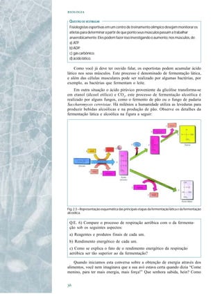 

 QUESTÃO DE VESTIBULAR
 Fisiologistas esportivas em um centro de treinamento olímpico desejam monitorar os
 atletas para determinar a partir de que ponto seus músculos passam a trabalhar
 anaerobicamente. Eles podem fazer isso investigando o aumento, nos músculos, de:
 a) ATP.
 b) ADP.
 c) gás carbônico.
 d) ácido lático.

     Como você já deve ter ouvido falar, os esportistas podem acumular ácido
lático nos seus músculos. Este processo é denominado de fermentação lática,
e além das células musculares pode ser realizado por algumas bactérias, por
exemplo, as bactérias que fermentam o leite.
    Em outra situação o ácido pirúvico proveniente da glicólise transforma-se
em etanol (álcool etílico) e CO2, este processo de fermentação alcoólica é
realizado por alguns fungos, como o fermento de pão ou o fungo de padaria
Saccharomyces cerevisiae. Há milênios a humanidade utiliza as leveduras para
produzir bebidas alcoólicas e na produção de pão. Observe os detalhes da
fermentação lática e alcoólica na figura a seguir:




Fig. 2.3 – Representação esquemática das principais etapas da fermentação lática e da fermentação
alcoólica.

 Q.E. 6) Compare o processo de respiração aeróbica com o da fermenta-
 ção sob os seguintes aspectos:
 a) Reagentes e produtos finais de cada um.
 b) Rendimento energético de cada um.
 c) Como se explica o fato de o rendimento energético da respiração
 aeróbica ser tão superior ao da fermentação?

    Quando iniciamos esta conversa sobre a obtenção de energia através dos
alimentos, você nem imaginava que a sua avó estava certa quando dizia “Come
menino, para ter mais energia, mais força!” Que senhora sabida, hein? Como



 