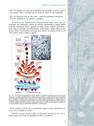   -  

 Q.E. 14) Pesquise os níveis de enrolamento das proteínas, converse com o
 seu monitor sobre o resultado da sua pesquisa, anote no seu caderninho.

 Q.E. 15) Pergunta: você já sabe como e onde são formadas as proteínas.
 Faça um esquema no seu caderno e explique.

    As proteínas são formadas pelos ribossomos da célula, estas, uma vez
desligadas dos ribossomos, entram no retículo endoplasmático rugoso (RER)
onde são transferidas para o aparelho de Golgi. Nesta “viagem” pelo RER e
pelo Golgi as proteínas são identificadas, modificadas e empacotadas em pe-
quenas bolsas membranosas podendo atuar dentro da própria célula ou no
meio externo (veja a figura a seguir).




Fig. 2.5 – O retículo endoplasmático rugoso (RER) e o aparelho de Golgi funcionam de modo
integrado. Proteínas produzidas pelos ribossomos penetram no RER, de onde são transferidas
para o aparelho de Golgi. Neste, as proteínas são identificadas, modificadas e empacotadas em
pequenas bolsas membranosas, que podem atuar dentro da própria célula ou no meio externo.
A fotomicrografia eletrônica mostra a região apical de uma célula animal, repleta de grãos de
secreção prontos para ser eliminados (aumento ≅ 6.600 vezes).


 10) As proteínas são de fato as moléculas orgânicas mais abundantes nos
seres vivos. E quanto às outras?
   Voltando a nossa conversa sobre a composição da matéria viva, em se-
gundo lugar (em termos de abundância) estão as gorduras:


                                                                                          
 