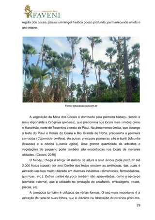 29
região dos cocais, possui um lençol freático pouco profundo, permanecendo úmido o
ano inteiro.
Fonte: educacao.uol.com.br
A vegetação da Mata dos Cocais é dominada pela palmeira babaçu (sendo a
mais importante a Orbignya speciosa), que predomina nos locais mais úmidos como
o Maranhão, norte do Tocantins e oeste do Piauí. Na área menos úmida, que abrange
o leste do Piauí e litorais do Ceará e Rio Grande do Norte, predomina a palmeira
carnaúba (Copernicia cerifera). As outras principais palmeiras são o buriti (Mauritia
flexuosa) e a oiticica (Licania rigida). Uma grande quantidade de arbustos e
vegetações de pequeno porte também são encontradas nos locais de menores
altitudes. (Ceconi, 2010)
O babaçu chega a atingir 20 metros de altura e uma árvore pode produzir até
2.000 frutos (cocos) por ano. Dentro dos frutos existem as amêndoas, das quais é
extraído um óleo muito utilizado em diversas indústrias (alimentícias, farmacêuticas,
químicas, etc.). Outras partes do coco também são aproveitadas, como o epicarpo
(camada externa), que é utilizado na produção de estofados, embalagens, vasos,
placas, etc.
A carnaúba também é utilizada de várias formas. O uso mais importante é a
extração da cera de suas folhas, que é utilizada na fabricação de diversos produtos.
 
