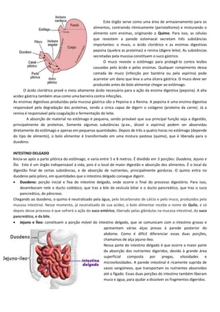 Apostila de-anatomia-e-fisiologia-para-enfermagem1 | PDF