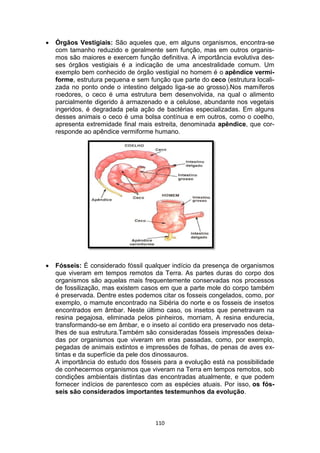 110
 Órgãos Vestigiais: São aqueles que, em alguns organismos, encontra-se
com tamanho reduzido e geralmente sem função, mas em outros organis-
mos são maiores e exercem função definitiva. A importância evolutiva des-
ses órgãos vestigiais é a indicação de uma ancestralidade comum. Um
exemplo bem conhecido de órgão vestigial no homem é o apêndice vermi-
forme, estrutura pequena e sem função que parte do ceco (estrutura locali-
zada no ponto onde o intestino delgado liga-se ao grosso).Nos mamíferos
roedores, o ceco é uma estrutura bem desenvolvida, na qual o alimento
parcialmente digerido á armazenado e a celulose, abundante nos vegetais
ingeridos, é degradada pela ação de bactérias especializadas. Em alguns
desses animais o ceco é uma bolsa contínua e em outros, como o coelho,
apresenta extremidade final mais estreita, denominada apêndice, que cor-
responde ao apêndice vermiforme humano.
 Fósseis: É considerado fóssil qualquer indício da presença de organismos
que viveram em tempos remotos da Terra. As partes duras do corpo dos
organismos são aquelas mais frequentemente conservadas nos processos
de fossilização, mas existem casos em que a parte mole do corpo também
é preservada. Dentre estes podemos citar os fosseis congelados, como, por
exemplo, o mamute encontrado na Sibéria do norte e os fosseis de insetos
encontrados em âmbar. Neste último caso, os insetos que penetravam na
resina pegajosa, eliminada pelos pinheiros, morriam, A resina endurecia,
transformando-se em âmbar, e o inseto aí contido era preservado nos deta-
lhes de sua estrutura.Também são consideradas fósseis impressões deixa-
das por organismos que viveram em eras passadas, como, por exemplo,
pegadas de animais extintos e impressões de folhas, de penas de aves ex-
tintas e da superfície da pele dos dinossauros.
A importância do estudo dos fósseis para a evolução está na possibilidade
de conhecermos organismos que viveram na Terra em tempos remotos, sob
condições ambientais distintas das encontradas atualmente, e que podem
fornecer indícios de parentesco com as espécies atuais. Por isso, os fós-
seis são considerados importantes testemunhos da evolução.
 