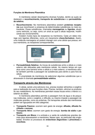 44
Funções da Membrana Plasmática
A membrana celular desempenha diversas funções, dentre as quais se
destacam o reconhecimento, transporte de substâncias e a permeabilida-
de seletiva.
 Reconhecimento: Na membrana plasmática existem proteínas recepto-
ras que reconhecem a presença de determinadas substâncias no meio ex-
tracelular. Essas substâncias, chamadas mensageiras ou ligantes, atuam
como estímulo, ou seja, como um sinal ao qual a célula responde, modifi-
cando seu funcionamento.
Existem muitos tipos de receptores na membrana. Cada um deles inte-
rage com ligantes diferentes, como um mecanismo chave-fechadura. Assim,
uma molécula mensageira só poderá interagir com uma célula que possua, em
sua membrana, os receptores correspondentes.
 Permeabilidade Seletiva: As trocas de substâncias entre a célula e o meio
externo são efetuadas pela membrana celular. Ao mesmo tempo em que
atua como uma barreira entre a célula e o meio externo, a membrana celu-
lar também permite a passagem de substâncias para dentro e para fora da
célula.
A propriedade da membrana de selecionar algumas substâncias que a
atravessam é chamada permeabilidade seletiva.
Transporte através das Membranas
A célula, sendo uma estrutura viva, precisa receber alimentos e oxigênio
para a realização de suas funções vitais. Precisa, também, eliminar os produtos
do seu metabolismo. As membranas permitem essas trocas entre o interior e o
exterior da célula.
A membrana plasmática permite a passagem livre de água e de peque-
nas moléculas, como o oxigênio, e dificulta, ou mesmo impede a passagem de
moléculas grandes, como as proteínas. Os transportes através das membranas
podem ser agrupados em três categorias:
 Transporte Passivo: ocorrem sem gasto de energia: difusão, difusão fa-
cilitada e osmose;
 Transporte Ativo: ocorrem com gasto de energia: bomba de sódio e po-
tássio;
 Transporte em Bloco: é a entrada e a saída de substâncias grandes de-
mais para atravessarem a membrana. Nesse caso, as partículas são englo-
badas. Envolve os processos de endocitose (fagocitose e pinocitose) e
exocitose.
 