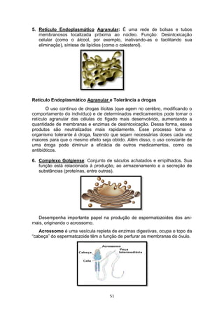 51
5. Retículo Endoplasmático Agranular: É uma rede de bolsas e tubos
membranosos localizada próxima ao núcleo. Função: Desintoxicação
celular (como o álcool, por exemplo, inativando-as e facilitando sua
eliminação), síntese de lipídios (como o colesterol).
Retículo Endoplasmático Agranular e Tolerância a drogas
O uso contínuo de drogas ilícitas (que agem no cerébro, modificando o
comportamento do indivíduo) e de determinados medicamentos pode tornar o
retículo agranular das células do fígado mais desenvolvido, aumentando a
quantidade de membranas e enzimas de desintoxicação. Dessa forma, esses
produtos são neutralizados mais rapidamente. Esse processo torna o
organismo tolerante à droga, fazendo que sejam necessárias doses cada vez
maiores para que o mesmo efeito seja obtido. Além disso, o uso constante de
uma droga pode diminuir a eficácia de outros medicamentos, como os
antibióticos.
6. Complexo Golgiense: Conjunto de sáculos achatados e empilhados. Sua
função está relacionada à produção, ao armazenamento e a secreção de
substâncias (proteínas, entre outras).
Desempenha importante papel na produção de espermatozoides dos ani-
mais, originando o acrossomo.
Acrossomo é uma vesícula repleta de enzimas digestivas, ocupa o topo da
“cabeça” do espermatozoide têm a função de perfurar as membranas do óvulo.
 