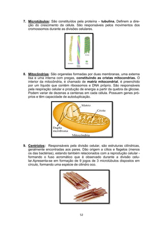 52
7. Microtúbulos: São constituídos pela proteína – tubulina. Definem a dire-
ção do crescimento da célula. São responsáveis pelos movimentos dos
cromossomos durante as divisões celulares.
8. Mitocôndrias: São organelas formadas por duas membranas, uma externa
lisa e uma interna com pregas, constituindo as cristas mitocondrias. O
interior da mitocôndria, é chamado de matriz mitocondrial, é preenchido
por um líquido que contém ribossomos e DNA próprio. São responsáveis
pela respiração celular e produção de energia a partir da quebra da glicose.
Podem variar de dezenas a centenas em cada célula. Possuem genes pró-
prios e têm capacidade de autoduplicação.
9. Centríolos: Responsáveis pela divisão celular, são estruturas cilíndricas,
geralmente encontradas aos pares. Dão origem a cílios e flagelos (menos
os das bactérias), estando também relacionados com a reprodução celular -
formando o fuso acromático que é observado durante a divisão celu-
lar.Apresenta-se em formação de 9 jogos de 3 microtúbulos dispostos em
círculo, formando uma espécie de cilindro oco.
 