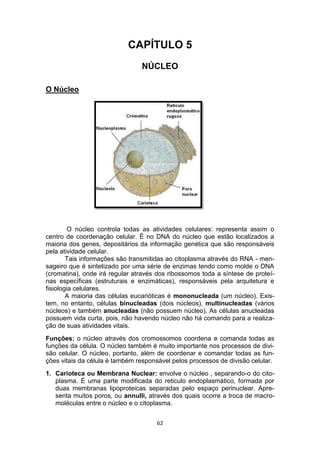 62
CAPÍTULO 5
NÚCLEO
O Núcleo
O núcleo controla todas as atividades celulares: representa assim o
centro de coordenação celular. É no DNA do núcleo que estão localizados a
maioria dos genes, depositários da informação genética que são responsáveis
pela atividade celular.
Tais informações são transmitidas ao citoplasma através do RNA - men-
sageiro que é sintetizado por uma série de enzimas tendo como molde o DNA
(cromatina), onde irá regular através dos ribossomos toda a síntese de proteí-
nas específicas (estruturais e enzimáticas), responsáveis pela arquitetura e
fisiologia celulares.
A maioria das células eucarióticas é mononucleada (um núcleo). Exis-
tem, no entanto, células binucleadas (dois núcleos), multinucleadas (vários
núcleos) e também anucleadas (não possuem núcleo). As células anucleadas
possuem vida curta, pois, não havendo núcleo não há comando para a realiza-
ção de suas atividades vitais.
Funções: o núcleo através dos cromossomos coordena e comanda todas as
funções da célula. O núcleo também é muito importante nos processos de divi-
são celular. O núcleo, portanto, além de coordenar e comandar todas as fun-
ções vitais da célula é também responsável pelos processos de divisão celular.
1. Carioteca ou Membrana Nuclear: envolve o núcleo , separando-o do cito-
plasma. É uma parte modificada do reticulo endoplasmático, formada por
duas membranas lipoproteicas separadas pelo espaço perinuclear. Apre-
senta muitos poros, ou annulli, através dos quais ocorre a troca de macro-
moléculas entre o núcleo e o citoplasma.
 