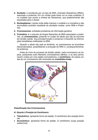 63
2. Nucléolo: é constituído por um tipo de RNA, chamado ribossômico (RNAr),
associado a proteínas. Em um núcleo pode haver um ou mais nucléolos. É
no nucléolo que ocorre a síntese de ribossomos, que posteriormente são
exportados para o citosol.
3. Nucleoplasma: Líquido onde estão imersos o nucléolo e a cromatina e são
acumulados produtos resultante da atividade nuclear, como RNA e Proteí-
nas.
4. Cromossomos: entidades portadoras da informação genética.
5. Cromatina: é o conjunto de longos filamentos de DNA associados a proteí-
nas, os cromossomos, presente no núcleo da célula que não se encontra
em divisão celular. Sua principal função é conservar e transmitir as informa-
ções hereditárias codificadas no DNA.
Quando a célula não está se dividindo, os cromossomos se encontram
descondensados, possibilitando a produção de RNA e, consequentemente,
de proteínas.
Antes do início do processo da divisão celular, cada cromossomo se du-
plica, produzindo outro filamento cromossômico idêntico, e os dois perma-
necem unidos por uma região cromossômica, o centrômero. As cópias uni-
das de um cromossomo são chamadas de cromátides-irmãs.
Classificação dos Cromossomos
01. Quanto à Posição do Centrômero:
 Telocêntrico: apresenta forma de bastão. O centrômero tem posição termi-
nal.
 Acrocêntrico: apresenta forma de bastão. O centrômero ocupa posição
subterminal.
 