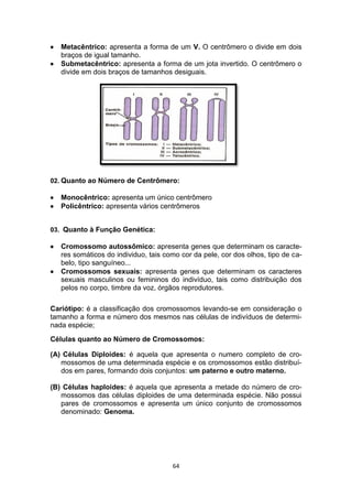 64
 Metacêntrico: apresenta a forma de um V. O centrômero o divide em dois
braços de igual tamanho.
 Submetacêntrico: apresenta a forma de um jota invertido. O centrômero o
divide em dois braços de tamanhos desiguais.

02. Quanto ao Número de Centrômero:
 Monocêntrico: apresenta um único centrômero
 Policêntrico: apresenta vários centrômeros
03. Quanto à Função Genética:
 Cromossomo autossômico: apresenta genes que determinam os caracte-
res somáticos do individuo, tais como cor da pele, cor dos olhos, tipo de ca-
belo, tipo sanguíneo...
 Cromossomos sexuais: apresenta genes que determinam os caracteres
sexuais masculinos ou femininos do indivíduo, tais como distribuição dos
pelos no corpo, timbre da voz, órgãos reprodutores.
Cariótipo: é a classificação dos cromossomos levando-se em consideração o
tamanho a forma e número dos mesmos nas células de indivíduos de determi-
nada espécie;
Células quanto ao Número de Cromossomos:
(A) Células Diploides: é aquela que apresenta o numero completo de cro-
mossomos de uma determinada espécie e os cromossomos estão distribuí-
dos em pares, formando dois conjuntos: um paterno e outro materno.
(B) Células haploides: é aquela que apresenta a metade do número de cro-
mossomos das células diploides de uma determinada espécie. Não possui
pares de cromossomos e apresenta um único conjunto de cromossomos
denominado: Genoma.
 