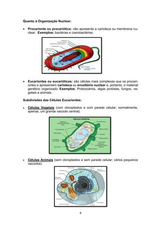 8
Quanto à Organização Nuclear:
 Procarionte ou procariótica: não apresenta a carioteca ou membrana nu-
clear. Exemplos: bactérias e cianobactérias.
 Eucariontes ou eucarióticas: são células mais complexas que os procari-
ontes e apresentam carioteca ou envoltório nuclear e, portanto, o material
genético organizado. Exemplos: Protozoários, algas protistas, fungos, ve-
getais e animais.
Subdivisões das Células Eucariontes:
 Células Vegetais (com cloroplastos e com parede celular; normalmente,
apenas, um grande vacúolo central).
 Células Animais (sem cloroplastos e sem parede celular; vários pequenos
vacúolos)
 