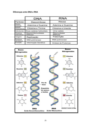 25
Diferenças entre DNA e RNA
 