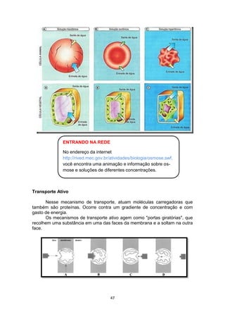 47
Transporte Ativo
Nesse mecanismo de transporte, atuam moléculas carregadoras que
também são proteínas. Ocorre contra um gradiente de concentração e com
gasto de energia.
Os mecanismos de transporte ativo agem como "portas giratórias", que
recolhem uma substância em uma das faces da membrana e a soltam na outra
face.
ENTRANDO NA REDE
No endereço da internet
http://rived.mec.gov.br/atividades/biologia/osmose.swf,
você encontra uma animação e informação sobre os-
mose e soluções de diferentes concentrações.
 
