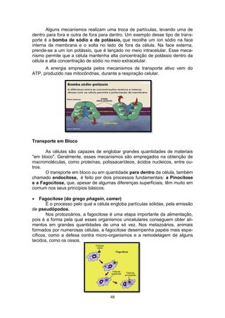 48
Alguns mecanismos realizam uma troca de partículas, levando uma de
dentro para fora e outra de fora para dentro. Um exemplo desse tipo de trans-
porte é a bomba de sódio e de potássio, que recolhe um íon sódio na face
interna da membrana e o solta no lado de fora da célula. Na face externa,
prende-se a um íon potássio, que é lançado no meio intracelular. Esse meca-
nismo permite que a célula mantenha alta concentração de potássio dentro da
célula e alta concentração de sódio no meio extracelular.
A energia empregada pelos mecanismos de transporte ativo vem do
ATP, produzido nas mitocôndrias, durante a respiração celular.
Transporte em Bloco
As células são capazes de englobar grandes quantidades de materiais
"em bloco". Geralmente, esses mecanismos são empregados na obtenção de
macromoléculas, como proteínas, polissacarídeos, ácidos nucleicos, entre ou-
tros.
O transporte em bloco ou em quantidade para dentro da célula, também
chamado endocitose, é feito por dois processos fundamentais: a Pinocitose
e a Fagocitose, que, apesar de algumas diferenças superficiais, têm muito em
comum nos seus princípios básicos.
 Fagocitose (do grego phagein, comer)
É o processo pelo qual a célula engloba partículas sólidas, pela emissão
de pseudópodos.
Nos protozoários, a fagocitose é uma etapa importante da alimentação,
pois é a forma pela qual esses organismos unicelulares conseguem obter ali-
mentos em grandes quantidades de uma só vez. Nos metazoários, animais
formados por numerosas células, a fagocitose desempenha papéis mais espe-
cíficos, como a defesa contra micro-organismos e a remodelagem de alguns
tecidos, como os ossos.
 