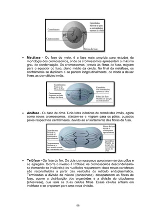 66
 Metáfase - Ou fase do meio, é a fase mais propícia para estudos da
morfologia dos cromossomos, onde os cromossomos apresentam o máximo
grau de condensação. Os cromossomos, presos às fibras do fuso, migram
para o equador do fuso, plano médio da célula. No final da metáfase, os
centrômeros se duplicam e se partem longitudinalmente, de modo a deixar
livres as cromátides irmãs.
 Anáfase - Ou fase de cima. Dois lotes idênticos de cromátides irmãs, agora
como novos cromossomos, afastam-se e migram para os pólos, puxados
pelos respectivos centrômeros, devido ao enxurtamento das fibras do fuso.
 Telófase - Ou fase do fim. Os dois cromossomos aproximam-se dos pólos e
se agregam. Ocorre o inverso à Prófase: os cromossomos descondensam-
se (tornando-se invisíveis); os nucléolos reaparecem; duas novas cariotecas
são reconstituídas a partir das vesículas do retículo endoplasmático.
Terminadas a divisão do núcleo (cariocinese), desaparecem as fibras de
fuso, ocorre a distribuição dos organóides e a divisão do citoplasma
(citosinese), que isola as duas células filhas. Essas células entram em
intérfase e se preparam para uma nova divisão.
 