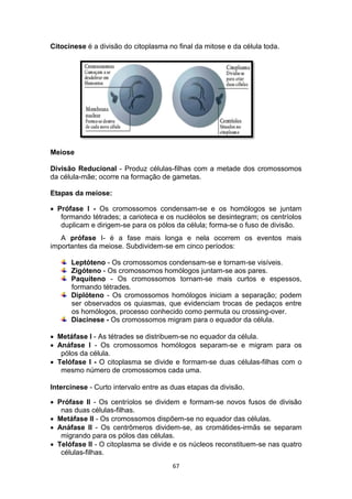 67
Citocinese é a divisão do citoplasma no final da mitose e da célula toda.
Meiose
Divisão Reducional - Produz células-filhas com a metade dos cromossomos
da célula-mãe; ocorre na formação de gametas.
Etapas da meiose:
 Prófase I - Os cromossomos condensam-se e os homólogos se juntam
formando tétrades; a carioteca e os nucléolos se desintegram; os centríolos
duplicam e dirigem-se para os pólos da célula; forma-se o fuso de divisão.
A prófase I- é a fase mais longa e nela ocorrem os eventos mais
importantes da meiose. Subdividem-se em cinco períodos:
Leptóteno - Os cromossomos condensam-se e tornam-se visíveis.
Zigóteno - Os cromossomos homólogos juntam-se aos pares.
Paquíteno - Os cromossomos tornam-se mais curtos e espessos,
formando tétrades.
Diplóteno - Os cromossomos homólogos iniciam a separação; podem
ser observados os quiasmas, que evidenciam trocas de pedaços entre
os homólogos, processo conhecido como permuta ou crossing-over.
Diacinese - Os cromossomos migram para o equador da célula.
 Metáfase I - As tétrades se distribuem-se no equador da célula.
 Anáfase I - Os cromossomos homólogos separam-se e migram para os
pólos da célula.
 Telófase I - O citoplasma se divide e formam-se duas células-filhas com o
mesmo número de cromossomos cada uma.
Intercinese - Curto intervalo entre as duas etapas da divisão.
 Prófase II - Os centríolos se dividem e formam-se novos fusos de divisão
nas duas células-filhas.
 Metáfase II - Os cromossomos dispõem-se no equador das células.
 Anáfase II - Os centrômeros dividem-se, as cromátides-irmãs se separam
migrando para os pólos das células.
 Telófase II - O citoplasma se divide e os núcleos reconstituem-se nas quatro
células-filhas.
 
