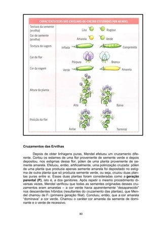 80
Cruzamentos das Ervilhas
Depois de obter linhagens puras, Mendel efetuou um cruzamento dife-
rente. Cortou os estames de uma flor proveniente de semente verde e depois
depositou, nos estigmas dessa flor, pólen de uma planta proveniente de se-
mente amarela. Efetuou, então, artificialmente, uma polinização cruzada: pólen
de uma planta que produzia apenas semente amarela foi depositado no estig-
ma de outra planta que só produzia semente verde, ou seja, cruzou duas plan-
tas puras entre si. Essas duas plantas foram consideradas como a geração
parental (P), isto é, a dos genitores. Após repetir o mesmo procedimento di-
versas vezes, Mendel verificou que todas as sementes originadas desses cru-
zamentos eram amarelas – a cor verde havia aparentemente “desaparecido”
nos descendentes híbridos (resultantes do cruzamento das plantas), que Men-
del chamou de F1 (primeira geração filial). Concluiu, então, que a cor amarela
“dominava” a cor verde. Chamou o caráter cor amarela da semente de domi-
nante e o verde de recessivo.
 