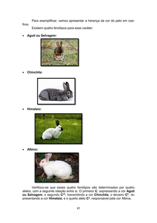 87
Para exemplificar, vamos apresentar a herança da cor do pelo em coe-
lhos.
Existem quatro fenótipos para esse caráter:
 Aguti ou Selvagem:
 Chinchila:
 Himalaio:
 Albino:
Verificou-se que esses quatro fenótipos são determinados por quatro
alelos, com a seguinte relação entre si: O primeiro C, expressando a cor Aguti
ou Selvagem; o segundo Cch, transmitindo a cor Chinchila; o terceiro Ch, re-
presentando a cor Himalaia; e o quarto alelo Ca, responsável pela cor Albina.
 