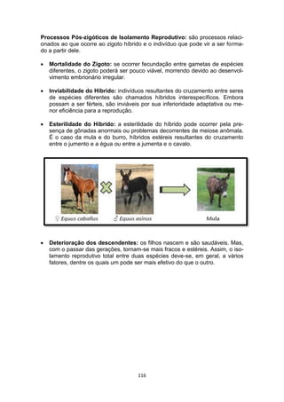 116
Processos Pós-zigóticos de Isolamento Reprodutivo: são processos relaci-
onados ao que ocorre ao zigoto híbrido e o indivíduo que pode vir a ser forma-
do a partir dele.
 Mortalidade do Zigoto: se ocorrer fecundação entre gametas de espécies
diferentes, o zigoto poderá ser pouco viável, morrendo devido ao desenvol-
vimento embrionário irregular.
 Inviabilidade do Híbrido: indivíduos resultantes do cruzamento entre seres
de espécies diferentes são chamados híbridos interespecíficos. Embora
possam a ser férteis, são inviáveis por sua inferioridade adaptativa ou me-
nor eficiência para a reprodução.
 Esterilidade do Híbrido: a esterilidade do híbrido pode ocorrer pela pre-
sença de gônadas anormais ou problemas decorrentes de meiose anômala.
É o caso da mula e do burro, híbridos estéreis resultantes do cruzamento
entre o jumento e a égua ou entre a jumenta e o cavalo.
 Deterioração dos descendentes: os filhos nascem e são saudáveis. Mas,
com o passar das gerações, tornam-se mais fracos e estéreis. Assim, o iso-
lamento reprodutivo total entre duas espécies deve-se, em geral, a vários
fatores, dentre os quais um pode ser mais efetivo do que o outro.
 