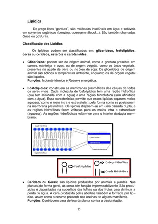 20
Lipídios
Do grego lipos “gordura”, são moléculas insolúveis em água e solúveis
em solventes orgânicos (benzina, querosene álcool...). São também chamadas
óleos ou gorduras.
Classificação dos Lipídios
Os lipídeos podem ser classificados em: glicerídeos, fosfolipídios,
ceras ou cerídeos, esteróis e carotenoides.
 Glicerídeos: podem ser de origem animal, como a gordura presente em
carnes, manteiga e ovos, ou de origem vegetal, como os óleos vegetais,
presentes no azeite de oliva ou no óleo de soja. Os glicerídeos de origem
animal são sólidos a temperatura ambiente, enquanto os de origem vegetal
são líquidos.
Funções: Isolante térmico e Reserva energética.
 Fosfolipídios: constituem as membranas plasmáticas das células de todos
os seres vivos. Cada molécula de fosfolipídios tem uma região hidrofílica
(que tem afinidade com a água) e uma região hidrofóbica (sem afinidade
com a água). Essa característica permite que esses lipídios separem meios
aquosos, como o meio intra e extracelular, pela forma como se posicionam
na membrana plasmática. Os lipídios dispõem-se em uma camada dupla, e
as regiões hidrofílicas ficam voltadas para os meios intra e extracelular
(aquosos). As regiões hidrofóbicas voltam-se para o interior da dupla mem-
brana.
 Cerídeos ou Ceras: são lipídios produzidos por animais e plantas. Nas
plantas, de forma geral, as ceras têm função impermeabilizante. São produ-
zidas e depositadas na superfície das folhas ou dos frutos para diminuir a
perda de água. A cera produzida pelas abelhas também é formada por lipí-
dios, assim como o cerume presente nas orelhas de alguns mamíferos.
Funções: Contribuem para defesa da planta contra a desidratação.
 