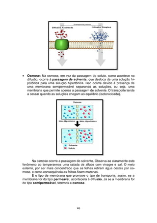 46
 Osmose: Na osmose, em vez da passagem do soluto, como acontece na
difusão, ocorre à passagem de solvente, que desloca de uma solução hi-
potônica para uma solução hipertônica. Isso ocorre devido à presença de
uma membrana semipermeável separando as soluções, ou seja, uma
membrana que permite apenas a passagem de solvente. O transporte tende
a cessar quando as soluções chegam ao equilíbrio (isotonicidade).
Na osmose ocorre a passagem do solvente. Observa-se claramente este
fenômeno ao temperarmos uma salada de alface com vinagre e sal. O meio
externo, por ser mais concentrado que as folhas retiram água destas por os-
mose, e como consequência as folhas ficam murchas.
É o tipo de membrana que promove o tipo de transporte; assim, se a
membrana for do tipo permeável, acontecerá à difusão. Já se a membrana for
do tipo semipermeável, teremos a osmose.
 