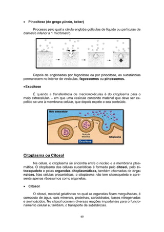 49
 Pinocitose (do grego pinein, beber)
Processo pelo qual a célula engloba gotículas de líquido ou partículas de
diâmetro inferior a 1 micrômetro.
Depois de englobadas por fagocitose ou por pinocitose, as substâncias
permanecem no interior de vesículas, fagossomos ou pinossomos.
Exocitose
É quando a transferência de macromoléculas é do citoplasma para o
meio extracelular. – em que uma vesícula contendo material que deve ser ex-
pelido se une à membrana celular, que depois expele o seu conteúdo.
Citoplasma ou Citosol
Na célula, o citoplasma se encontra entre o núcleo e a membrana plas-
mática. O citoplasma das células eucarióticas é formado pelo citosol, pelo ci-
toesqueleto e pelas organelas citoplasmáticas, também chamadas de orga-
noides. Nas células procarióticas, o citoplasma não tem citoesqueleto e apre-
senta apenas ribossomos como organelas.
 Citosol
O citosol, material gelatinoso no qual as organelas ficam mergulhadas, é
composto de água, sais minerais, proteínas, carboidratos, bases nitrogenadas
e aminoácidos. No citosol ocorrem diversas reações importantes para o funcio-
namento celular e, também, o transporte de substâncias.
 