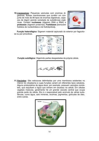 53
10.Lisossomos: Pequenas vesículas com enzimas di-
gestivas. Bolsas membranosas que contêm um con-
junto de mais de 80 tipos de enzimas digestivas, capa-
zes de digerir grande variedade de substâncias orgâ-
nicas. Contém nucleases (digerem DNA e RNA) e
proteases (digerem proteínas); Fosfatases (removem
fosfatos de nucleotídeos e de fosfolipídios).
Função heterofágica: Digerem material capturado do exterior por fagocito-
se ou por pinocitose.
Função autofágica: Digerindo partes desgastadas da própria célula.
11.Vacúolos: São estruturas delimitadas por uma membrana existentes no
interior do citoplasma e cujas funções variam em diferentes tipos celulares.
Alguns protozoários de água doce, por exemplo, possuem vacúolos contrá-
teis, que expulsam a água que entram em excesso na célula. Em células
vegetais maduras, geralmente há um grande vacúolo central que ocupa
grande parte da célula. Ele é o responsável pelo acúmulo de várias subs-
tâncias, como água, sais minerais, enzimas, pigmentos, gotículas de óleo,
entre outras.
 