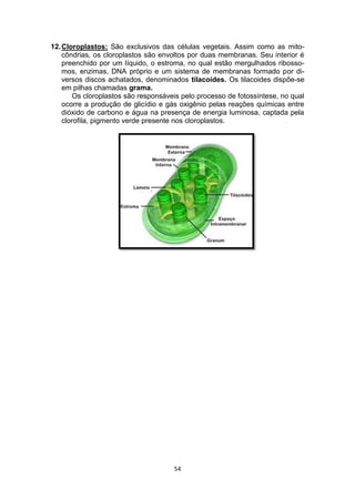54
12.Cloroplastos: São exclusivos das células vegetais. Assim como as mito-
côndrias, os cloroplastos são envoltos por duas membranas. Seu interior é
preenchido por um líquido, o estroma, no qual estão mergulhados ribosso-
mos, enzimas, DNA próprio e um sistema de membranas formado por di-
versos discos achatados, denominados tilacoides. Os tilacoides dispõe-se
em pilhas chamadas grama.
Os cloroplastos são responsáveis pelo processo de fotossíntese, no qual
ocorre a produção de glicídio e gás oxigênio pelas reações químicas entre
dióxido de carbono e água na presença de energia luminosa, captada pela
clorofila, pigmento verde presente nos cloroplastos.
 