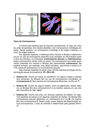 76
Tipos de Cromossomos
A maioria das espécies que se reproduz sexualmente, ou seja, por meio
da união de gametas, tem células diploides, com cromossomos homólogos em
pares. Nessa espécie, um cromossomo homólogo é de origem materna e o
outro, de origem paterna.
Em algumas espécies, a diferença entre machos e fêmeas é determina-
da por um par de cromossomo específico que carregam as informações sobre
o sexo do indivíduo, os chamados cromossomos sexuais ou heterossomos;
esses cromossomos variam entre os sexos. Os cromossomos que estão igual-
mente presentes em machos e fêmeas são denominados autossomos. Na
espécie humana, por exemplo, uma célula somática (que forma o corpo) é 2n
= 46 ,sendo 44 autossomos e 2 cromossomos sexuais.
Nas diversas espécies de seres vivos, há três sistemas principais de de-
terminação sexual cromossômica: XY, ZW e X0.
 Sistema XY: Ocorre em todos os mamíferos, em alguns insetos e plantas
com sementes. As fêmeas têm um par de cromossomos homólogos, os
cromossomos X. Nos machos há cromossomos diferentes, um X e um Y.
 Sistema X0: Ocorre em alguns insetos, como os gafanhotos. Nesse siste-
ma, as fêmeas têm dois cromossomos X e os machos, apenas um, por isso
são chamados de "xis - zero".
 Sistema Zw: Ocorre nas aves, em diversas espécies de répteis, em algu-
mas espécies de peixes e em algumas espécies de insetos. As fêmeas têm
cromossomos sexuais diferentes, um cromossomo Z e um W. Os machos
têm dois cromossomos Z. Desse modo, nesse sistema de determinação se-
xual cromossômica, o sexo do embrião é determinado pelo gameta femini-
no.
 
