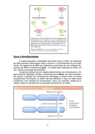 77
Gene e Hereditariedade
O material genético e hereditário dos seres vivos é o DNA. As moléculas
de DNA possuem informações sobre a forma e o funcionamento de um orga-
nismo. Um segmento de DNA que determina a produção de uma molécula es-
pecífica de RNA é chamada de gene. A maioria das moléculas de RNA, por
vez, orienta a produção de proteínas.
Os genes localizam-se em regiões determinadas dos cromossomos. Um
gene pode ter diferentes versões, conhecidas como alelos, que são equivalen-
tes quanto à posição nos cromossomos homólogos e atuam sobre a mesma
característica. No entanto, os alelos não são idênticos e cada um deles pode
condicionar uma variação da característica, como, por exemplo, cabelo liso e
cabelo crespo ou semente de cor amarela e semente de cor verde.
 