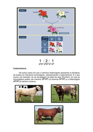 84
1 : 2 : 1
CVCV CBCB CV CB
Codominância
Há outros casos em que o indivíduo heterozigoto apresenta os fenótipos
de ambos os indivíduos homozigotos, caracterizando a codominância. É o que
ocorre, por exemplo, na cor da pelagem do gado da raça Shorthorn, em que os
homozigotos podem ser marrons (PM PM) ou brancos (PB PB) e o heterozigoto
(PM PB) é marrom e branco.
 