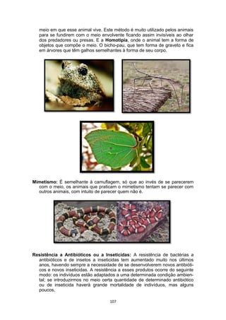 meio em que esse animal vive. Este método é muito utilizado pelos animais
para se fundirem com o meio envolvente ficando assim invisíveis ao olhar
dos predadores ou presas. E a Homotipia, onde o animal tem a forma de
objetos que compõe o meio. O bicho-pau, que tem forma de graveto e fica
em árvores que têm galhos semelhantes à forma de seu corpo.
Mimetismo: É semelhante à camuflagem, só que ao invés de se parecerem
com o meio, os animais que praticam o mimetismo tentam se parecer com
outros animais, com intuito de parecer quem não é.
Resistência a Antibióticos ou a Inseticidas: A resistência de bactérias a
antibióticos e de insetos a inseticidas tem aumentado muito nos últimos
anos, havendo sempre a necessidade de se desenvolverem novos antibióti-
cos e novos inseticidas. A resistência a esses produtos ocorre do seguinte
modo: os indivíduos estão adaptados a uma determinada condição ambien-
tal; se introduzirmos no meio certa quantidade de determinado antibiótico
ou de inseticida haverá grande mortalidade de indivíduos, mas alguns
poucos,
107
 