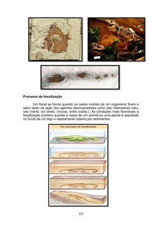 Processo de fossilização
Um fóssil se forma quando os restos mortais de um organismo ficam a
salvo tanto da ação dos agentes decompositores como das intempéries natu-
rais (vento, sol direto, chuvas, entre outras.). As condições mais favoráveis à
fossilização ocorrem quando o corpo de um animal ou uma planta é sepultado
no fundo de um lago e rapidamente coberto por sedimentos.
111
 