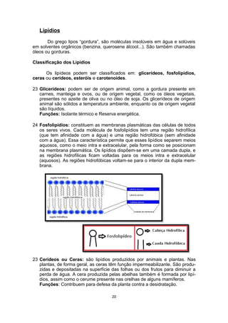 Lipídios
Do grego lipos “gordura”, são moléculas insolúveis em água e solúveis
em solventes orgânicos (benzina, querosene álcool...). São também chamadas
óleos ou gorduras.
Classificação dos Lipídios
Os lipídeos podem ser classificados em: glicerídeos, fosfolipídios,
ceras ou cerídeos, esteróis e carotenoides.
23 Glicerídeos: podem ser de origem animal, como a gordura presente em
carnes, manteiga e ovos, ou de origem vegetal, como os óleos vegetais,
presentes no azeite de oliva ou no óleo de soja. Os glicerídeos de origem
animal são sólidos a temperatura ambiente, enquanto os de origem vegetal
são líquidos.
Funções: Isolante térmico e Reserva energética.
24 Fosfolipídios: constituem as membranas plasmáticas das células de todos
os seres vivos. Cada molécula de fosfolipídios tem uma região hidrofílica
(que tem afinidade com a água) e uma região hidrofóbica (sem afinidade
com a água). Essa característica permite que esses lipídios separem meios
aquosos, como o meio intra e extracelular, pela forma como se posicionam
na membrana plasmática. Os lipídios dispõem-se em uma camada dupla, e
as regiões hidrofílicas ficam voltadas para os meios intra e extracelular
(aquosos). As regiões hidrofóbicas voltam-se para o interior da dupla mem-
brana.
23 Cerídeos ou Ceras: são lipídios produzidos por animais e plantas. Nas
plantas, de forma geral, as ceras têm função impermeabilizante. São produ-
zidas e depositadas na superfície das folhas ou dos frutos para diminuir a
perda de água. A cera produzida pelas abelhas também é formada por lipí-
dios, assim como o cerume presente nas orelhas de alguns mamíferos.
Funções: Contribuem para defesa da planta contra a desidratação.
20
 